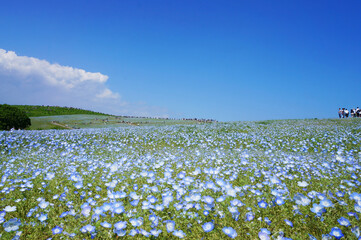 満開のネモフィラの花と青空