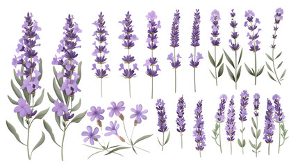 Set of lavender elements, showcasing lavender flowers, buds, and narrow leaves, celebrated for their fragrance and medicinal uses