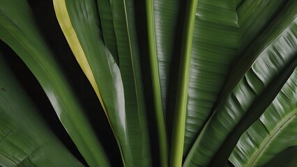 A close-up view of vibrant  ฺBanana leaves