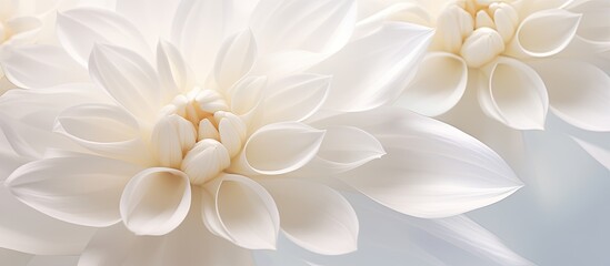 Close up of white flower petals creating a beautiful background for macro photography Perfect for a copy space image