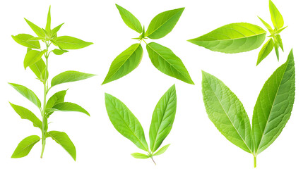 Set of lemon verbena leaves, featuring their narrow, pointed leaves with a strong lemon scent, used in cooking and herbal remedies,