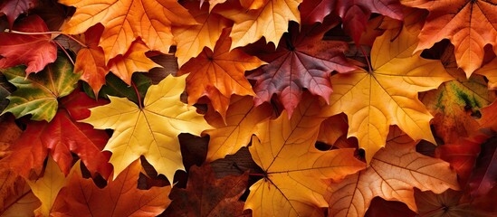 Fototapeta premium Autumn leaves with copy space image