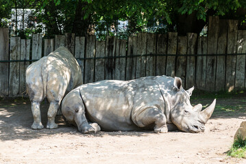 Southern white rhinos (Ceratotherium simum) in the Zoo Dortmund, North Rhine-Westphalia, Germany. Selective focus.