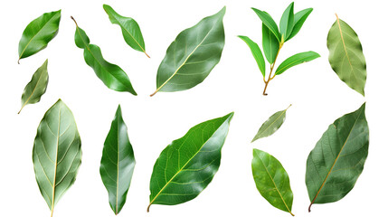 Fototapeta premium Set of bay leaves, featuring their glossy, dark green leaves used as a flavor enhancer in cooking,