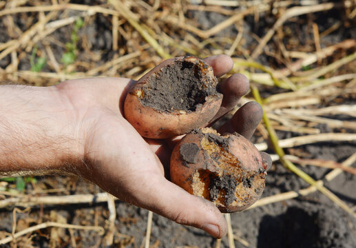The gardener shows in his hand a potato eaten by a roach larva