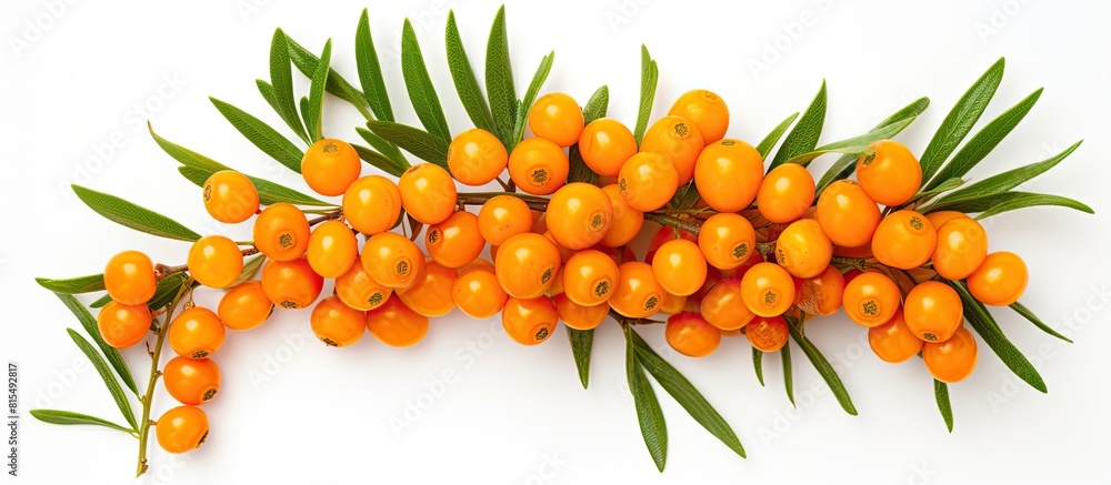 Poster Copy space image of a fresh ripe sea buckthorn berry with leaves isolated on a white background The top view perspective enhances the flat lay pattern