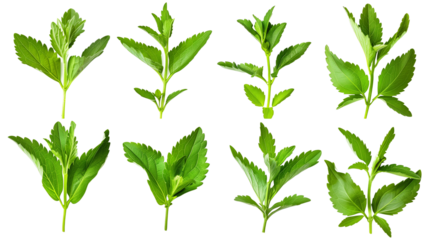 Set of stevia leaves, known for their natural sweetness and use as a sugar substitute in foods and beverages,