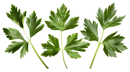 Set of lovage leaves, featuring their large, dark green leaves with a strong celery-like flavor, popular in soups and stews,