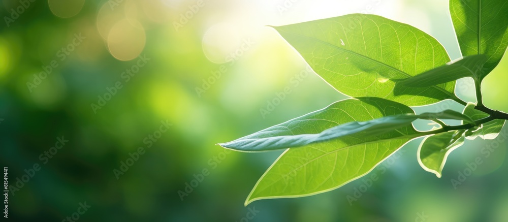 Aufkleber A green leaf in a garden illuminated by sunlight creates a natural background for a copy space image
