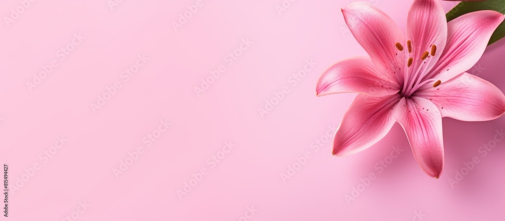 Aufkleber A vibrant pink flower on a pink background creating a copy space image that evokes thoughts of Valentine s Day Mother s Day or the arrival of spring This flat lay top view adds a touch of elegance