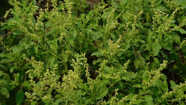 Basil Ocimum tenuiflorum Plots Family: Lamiaceae. Superior species: Genus Basil - Basil Species: O. tenuiflorum Class: Species Category: Magnoliophyta