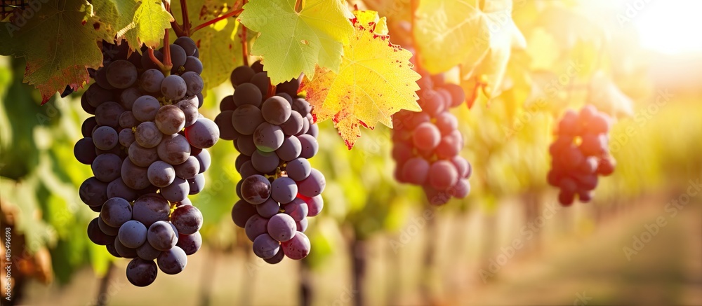 Poster image of wine grapes hanging on a cordon in a vineyard ready for harvest with copy space