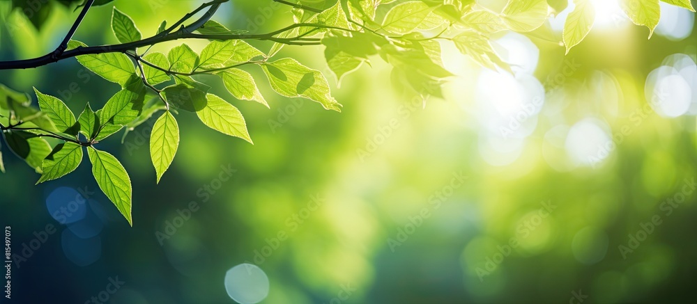 Poster a stunning close up view of green leaves with sunlight shining through creating a beautiful natural 