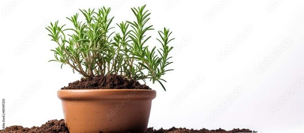 Poster a rosemary herb is planted in a clay pot with a white background offering copy space for text