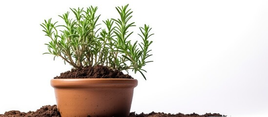 A rosemary herb is planted in a clay pot with a white background offering copy space for text
