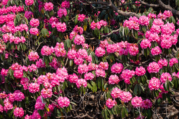Pink Rhododendron flowers blooming in Annapurna region of Nepal. Rhododendron arboreum is called Lali gurans in Nepali, and is Nepal's much-loved national flower.