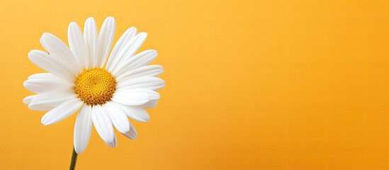 A delicate white chamomile rests on a vibrant yellow backdrop creating a captivating image for postcards that offers ample room for personalization