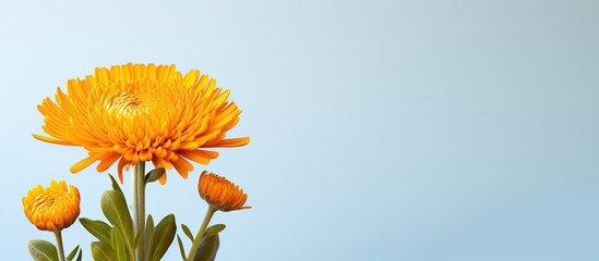 A single vibrant Helichrysum flower stands out against a bright backdrop creating a visually appealing image with plenty of empty space. Creative banner. Copyspace image