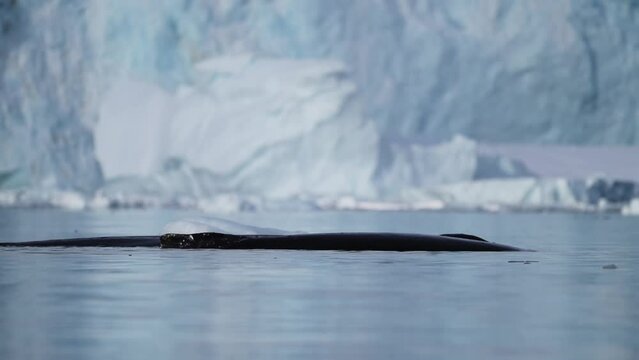 Humpback Whale Beathing Air, Antarctica Wildlife in Slow Motion of Whales Surfacing and Blowing Through Blowhole, Swimming in Ocean Sea Water in Antarctic Peninsula Beautiful Glacier Scenery