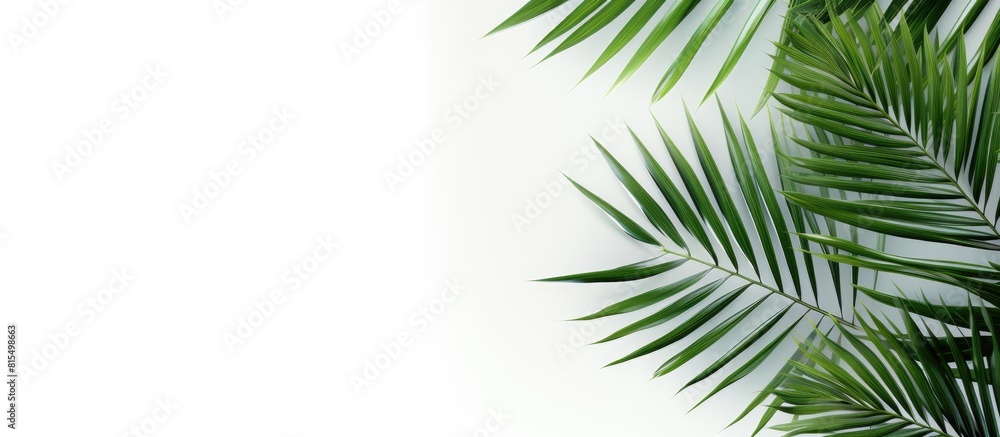 Leinwandbilder palm tree leaves in green color stand alone against a white backdrop providing copy space for text t