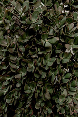 Green leaves bush background. Minimal floral composition