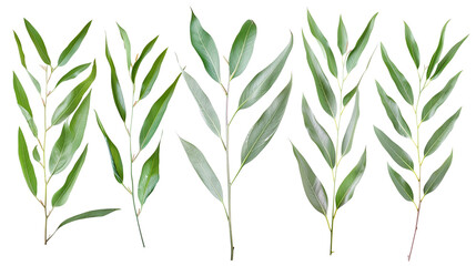 Set of willow tree leaves, showcasing their long, narrow, and delicate structure, perfect for graceful garden scenes