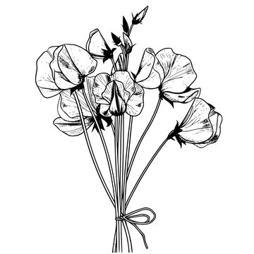 recommend clip art: Bouquet of Sweet pea flowers with long stems and leaves illustration clip art coloring book black and white for kids and adults isolated line art on white background.
