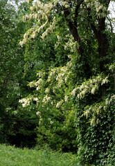 acacia -robinia tree with white flowers 
