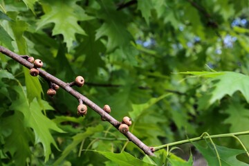 oak tree and growing small acorns close up