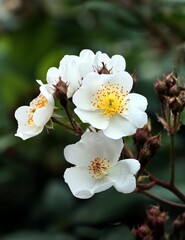 white flowers of rosaceae bush blossoming at spring