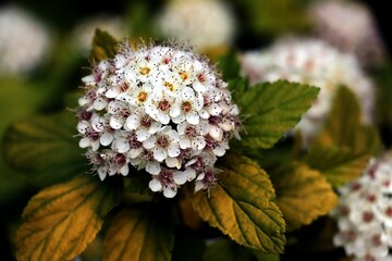 round inflorescence pink flowers of  Physocarpus opulifolius bush at spring
