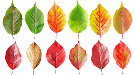Obraz premium Set of cherry tree leaves, showing their seasonal transformation from vibrant green to fiery red,