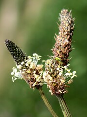 Plantago Lanceolate wild plant blossoming close up