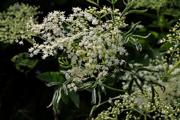elder bush and white edible flowers