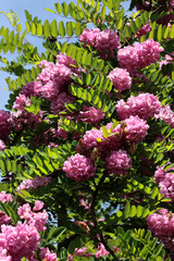 clusters pink flowers of acacia robinia tree 