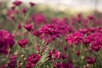 Beautiful pink chrysanthemum in the garden