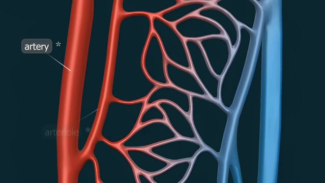  Types of blood vessels