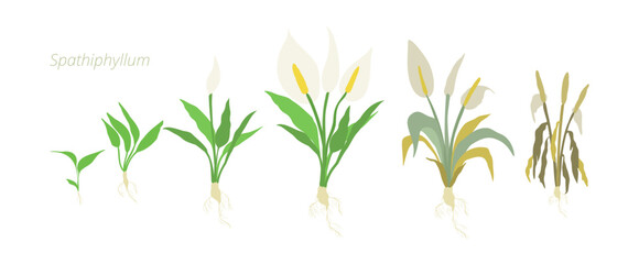 Fototapeta premium Vector Illustrations of Spathiphyllum Flower Growth Stages Perfect Guide for Gardeners and Botanists.