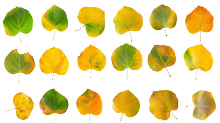Set of aspen leaves, showcasing their unique round shape and fluttering behavior, transitioning from summer green to autumn gold,