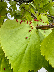 Linden leaves with the lime gall mite, Eriophyes tiliae