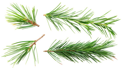 Fototapeta premium Set of pine needles, showcasing bundles of long, slender leaves characteristic of conifers