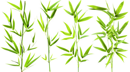 Set of bamboo leaves, emphasizing their long, narrow form and vibrant green hue, typical of fast-growing clumps,