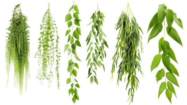 Set of willow leaf varieties, showcasing long, narrow leaves that cascade gracefully,