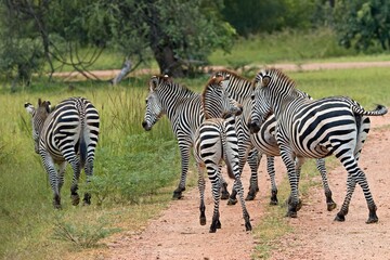 Crawshay's Zebra (Equus quagga crawshayi). South Luangwa National Park. Zambia. Africa.