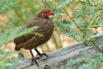 Swainson's Spurfowl (Pternistis swainsonii) in South Luangwa National Park. Zambia. Africa.