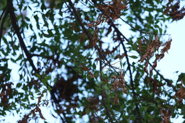 branches against sky
