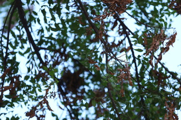 Fototapeta premium tree in the forest
