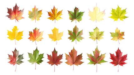 Fototapeta premium et of maple leaf varieties in autumn colors, showcasing the spectrum from green to deep red