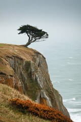 A lonely tree standing defiantly on a windswept cliff overlooking the ocean