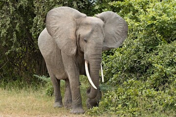 African Elephant (Loxodonta africana). South Luangwa National Park. Zambia. Africa.